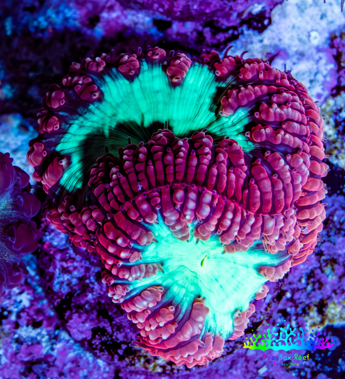 Ultra Red and Neon Green Blasto Frag WYSIWYG A3R4B2 Ultra Red and Neon Green Blasto Frag WYSIWYG A3R4B2 LPS Ultra Red and Neon Green Blasto Frag WYSIWYG A3R4B2 Zeo Box Reef