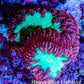 Ultra Red and Neon Green Blasto Frag WYSIWYG A3R4B2 Ultra Red and Neon Green Blasto Frag WYSIWYG A3R4B2 LPS Ultra Red and Neon Green Blasto Frag WYSIWYG A3R4B2 Zeo Box Reef