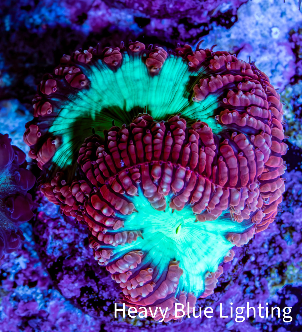 Ultra Red and Neon Green Blasto Frag WYSIWYG A3R4B2 Ultra Red and Neon Green Blasto Frag WYSIWYG A3R4B2 LPS Ultra Red and Neon Green Blasto Frag WYSIWYG A3R4B2 Zeo Box Reef