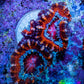 Ultra Red, Orange, Pink & Blue Acan Coral, WYSIWYG I1R3B1 Ultra Red, Orange, Pink & Blue Acan Coral, WYSIWYG I1R3B1 LPS Coral Ultra Red, Orange, Pink & Blue Acan Coral, WYSIWYG I1R3B1 Zeo Box Reef