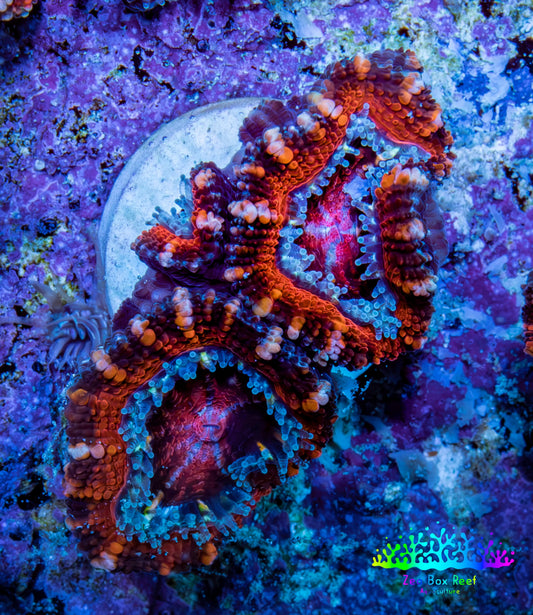Ultra Red, Orange, Pink & Blue Acan Coral, WYSIWYG I1R3B1 Ultra Red, Orange, Pink & Blue Acan Coral, WYSIWYG I1R3B1 LPS Coral Ultra Red, Orange, Pink & Blue Acan Coral, WYSIWYG I1R3B1 Zeo Box Reef