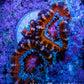 Ultra Red, Orange, Pink & Blue Acan Coral, WYSIWYG I1R3B1 Ultra Red, Orange, Pink & Blue Acan Coral, WYSIWYG I1R3B1 LPS Coral Ultra Red, Orange, Pink & Blue Acan Coral, WYSIWYG I1R3B1 Zeo Box Reef