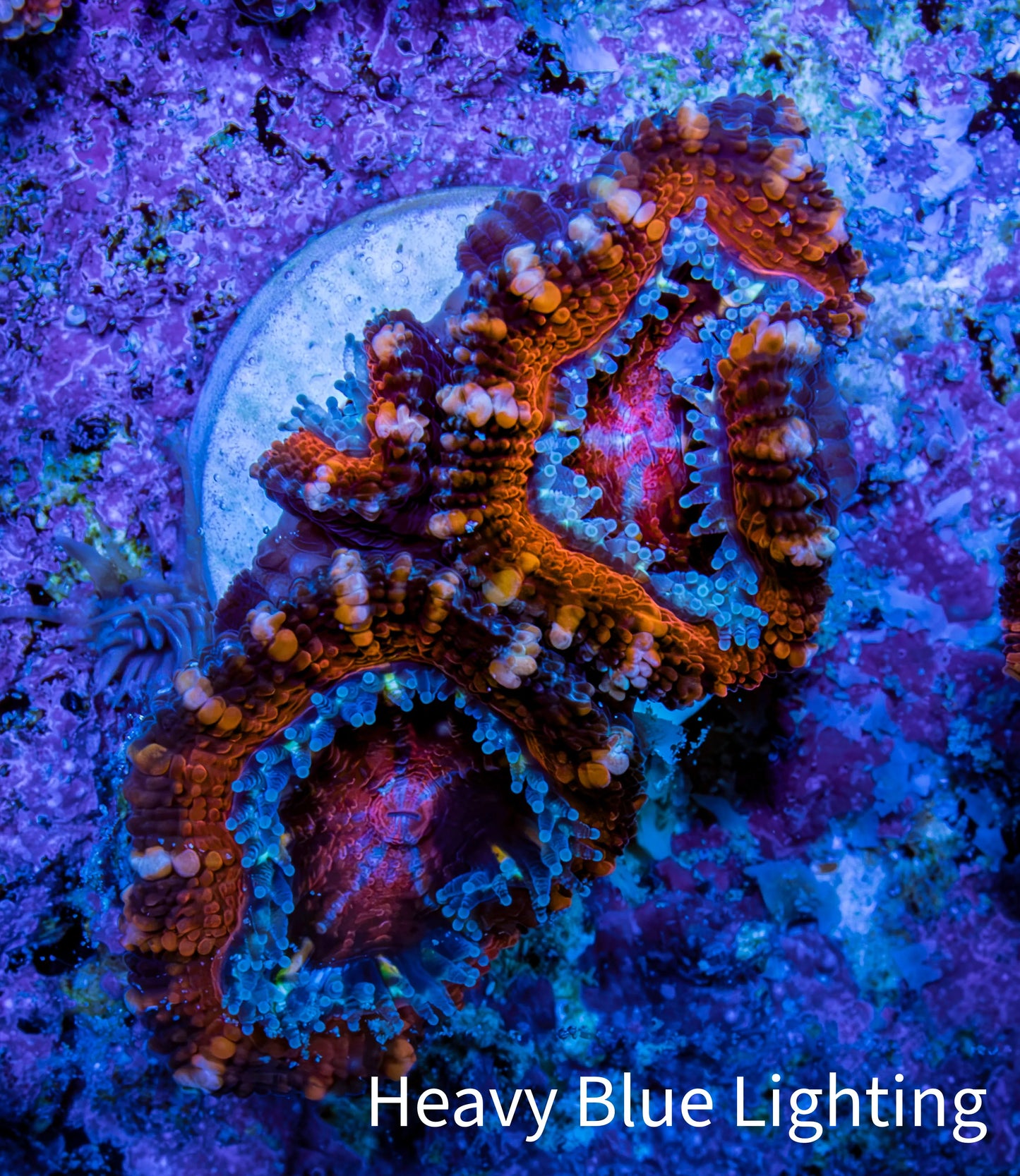 Ultra Red, Orange, Pink & Blue Acan Coral, WYSIWYG I1R3B1 Ultra Red, Orange, Pink & Blue Acan Coral, WYSIWYG I1R3B1 LPS Coral Ultra Red, Orange, Pink & Blue Acan Coral, WYSIWYG I1R3B1 Zeo Box Reef