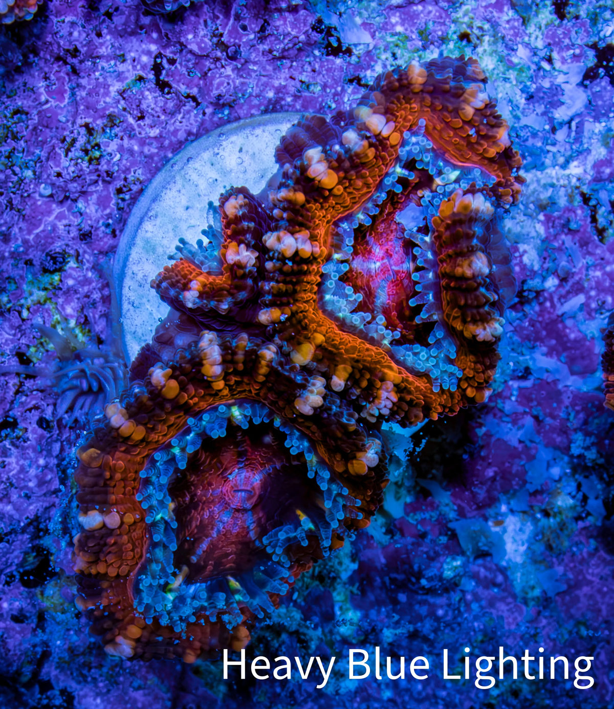 Ultra Red, Orange, Pink & Blue Acan Coral, WYSIWYG I1R3B1 Ultra Red, Orange, Pink & Blue Acan Coral, WYSIWYG I1R3B1 LPS Coral Ultra Red, Orange, Pink & Blue Acan Coral, WYSIWYG I1R3B1 Zeo Box Reef