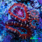 Ultra Red, Orange, Pink & Blue Acan Coral, WYSIWYG I2R3B1 Ultra Red, Orange, Pink & Blue Acan Coral, WYSIWYG I2R3B1 LPS Coral Ultra Red, Orange, Pink & Blue Acan Coral, WYSIWYG I2R3B1 Zeo Box Reef