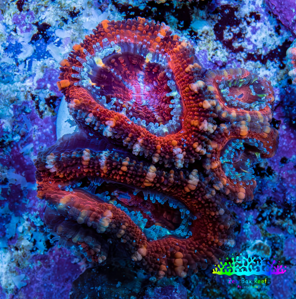 Ultra Red, Orange, Pink & Blue Acan Coral, WYSIWYG I2R3B1 Ultra Red, Orange, Pink & Blue Acan Coral, WYSIWYG I2R3B1 LPS Coral Ultra Red, Orange, Pink & Blue Acan Coral, WYSIWYG I2R3B1 Zeo Box Reef