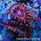 Ultra Red, Orange, Pink & Blue Acan Coral, WYSIWYG I2R3B1 Ultra Red, Orange, Pink & Blue Acan Coral, WYSIWYG I2R3B1 LPS Coral Ultra Red, Orange, Pink & Blue Acan Coral, WYSIWYG I2R3B1 Zeo Box Reef