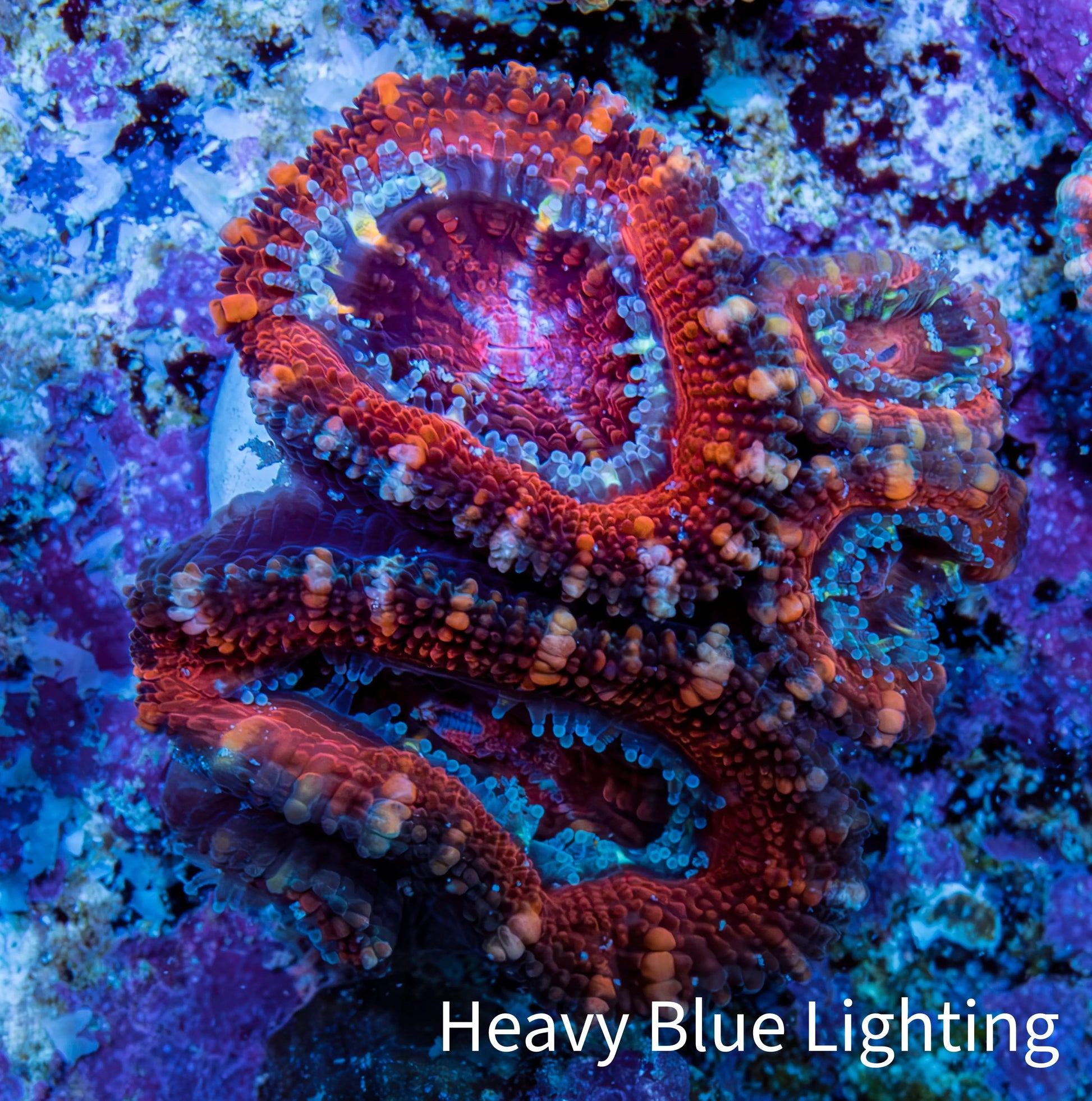 Ultra Red, Orange, Pink & Blue Acan Coral, WYSIWYG I2R3B1 Ultra Red, Orange, Pink & Blue Acan Coral, WYSIWYG I2R3B1 LPS Coral Ultra Red, Orange, Pink & Blue Acan Coral, WYSIWYG I2R3B1 Zeo Box Reef