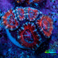Ultra Red, Orange, Pink & Blue Acan Coral, WYSIWYG I3R3B1 Ultra Red, Orange, Pink & Blue Acan Coral, WYSIWYG I3R3B1 LPS Coral Ultra Red, Orange, Pink & Blue Acan Coral, WYSIWYG I3R3B1 Zeo Box Reef