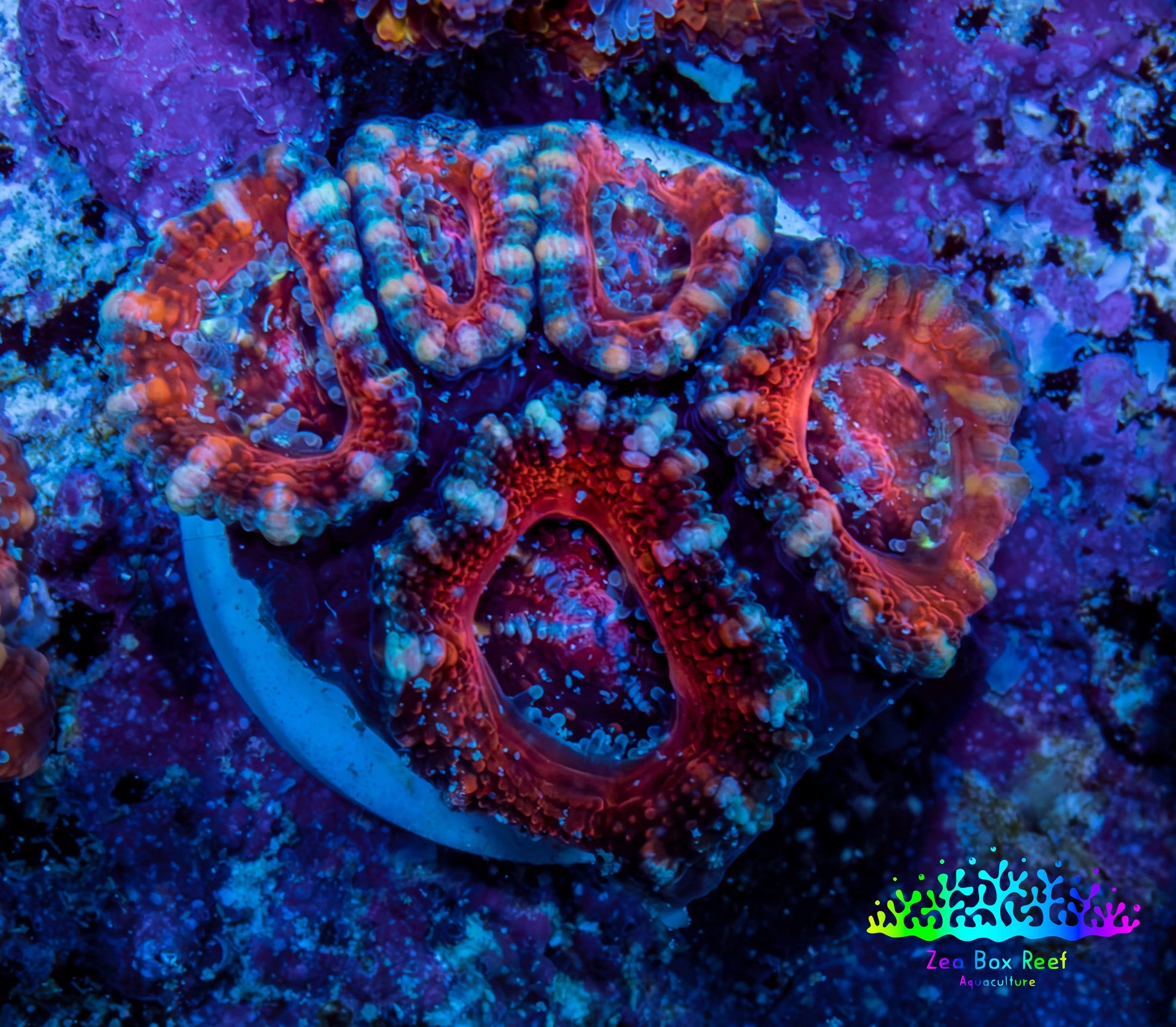 Ultra Red, Orange, Pink & Blue Acan Coral, WYSIWYG I3R3B1 Ultra Red, Orange, Pink & Blue Acan Coral, WYSIWYG I3R3B1 LPS Coral Ultra Red, Orange, Pink & Blue Acan Coral, WYSIWYG I3R3B1 Zeo Box Reef