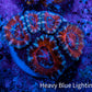 Ultra Red, Orange, Pink & Blue Acan Coral, WYSIWYG I3R3B1 Ultra Red, Orange, Pink & Blue Acan Coral, WYSIWYG I3R3B1 LPS Coral Ultra Red, Orange, Pink & Blue Acan Coral, WYSIWYG I3R3B1 Zeo Box Reef