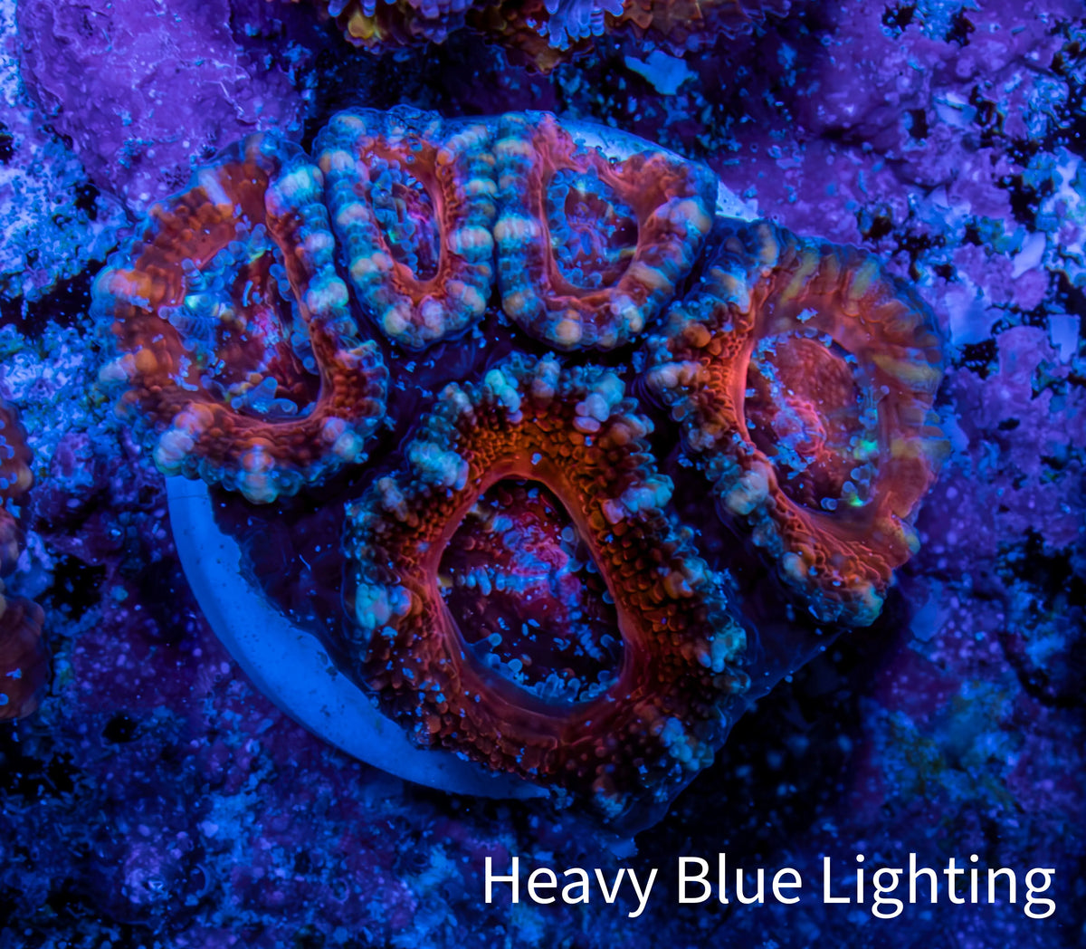 Ultra Red, Orange, Pink & Blue Acan Coral, WYSIWYG I3R3B1 Ultra Red, Orange, Pink & Blue Acan Coral, WYSIWYG I3R3B1 LPS Coral Ultra Red, Orange, Pink & Blue Acan Coral, WYSIWYG I3R3B1 Zeo Box Reef