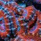 Ultra Red, Orange, Pink & Blue Acan Coral, WYSIWYG I6R3B1 Ultra Red, Orange, Pink & Blue Acan Coral, WYSIWYG I6R3B1 LPS Coral Ultra Red, Orange, Pink & Blue Acan Coral, WYSIWYG I6R3B1 Zeo Box Reef