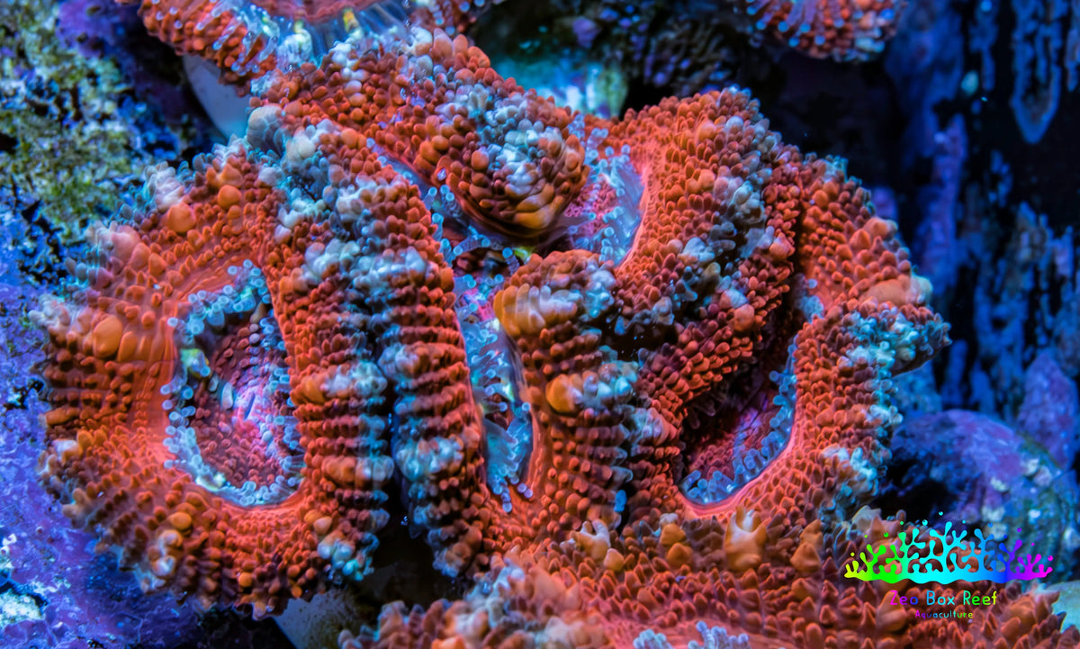 Ultra Red, Orange, Pink & Blue Acan Coral, WYSIWYG I6R3B1 Ultra Red, Orange, Pink & Blue Acan Coral, WYSIWYG I6R3B1 LPS Coral Ultra Red, Orange, Pink & Blue Acan Coral, WYSIWYG I6R3B1 Zeo Box Reef