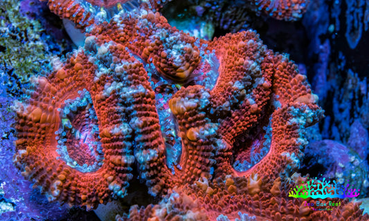 Ultra Red, Orange, Pink & Blue Acan Coral, WYSIWYG I6R3B1 Ultra Red, Orange, Pink & Blue Acan Coral, WYSIWYG I6R3B1 LPS Coral Ultra Red, Orange, Pink & Blue Acan Coral, WYSIWYG I6R3B1 Zeo Box Reef
