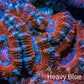 Ultra Red, Orange, Pink & Blue Acan Coral, WYSIWYG I6R3B1 Ultra Red, Orange, Pink & Blue Acan Coral, WYSIWYG I6R3B1 LPS Coral Ultra Red, Orange, Pink & Blue Acan Coral, WYSIWYG I6R3B1 Zeo Box Reef