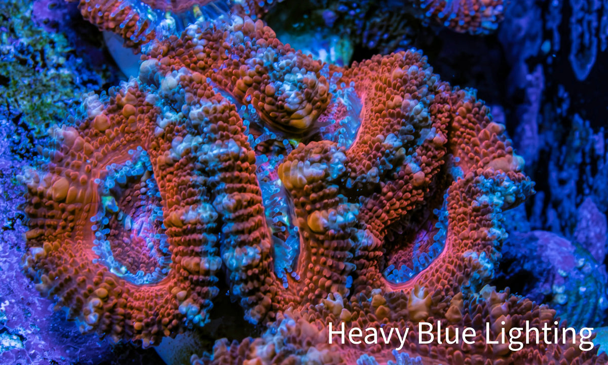 Ultra Red, Orange, Pink & Blue Acan Coral, WYSIWYG I6R3B1 Ultra Red, Orange, Pink & Blue Acan Coral, WYSIWYG I6R3B1 LPS Coral Ultra Red, Orange, Pink & Blue Acan Coral, WYSIWYG I6R3B1 Zeo Box Reef