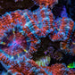 Ultra Red, Orange, Pink & Blue Acan Coral, WYSIWYG I7R3B1 Ultra Red, Orange, Pink & Blue Acan Coral, WYSIWYG I7R3B1 LPS Coral Ultra Red, Orange, Pink & Blue Acan Coral, WYSIWYG I7R3B1 Zeo Box Reef