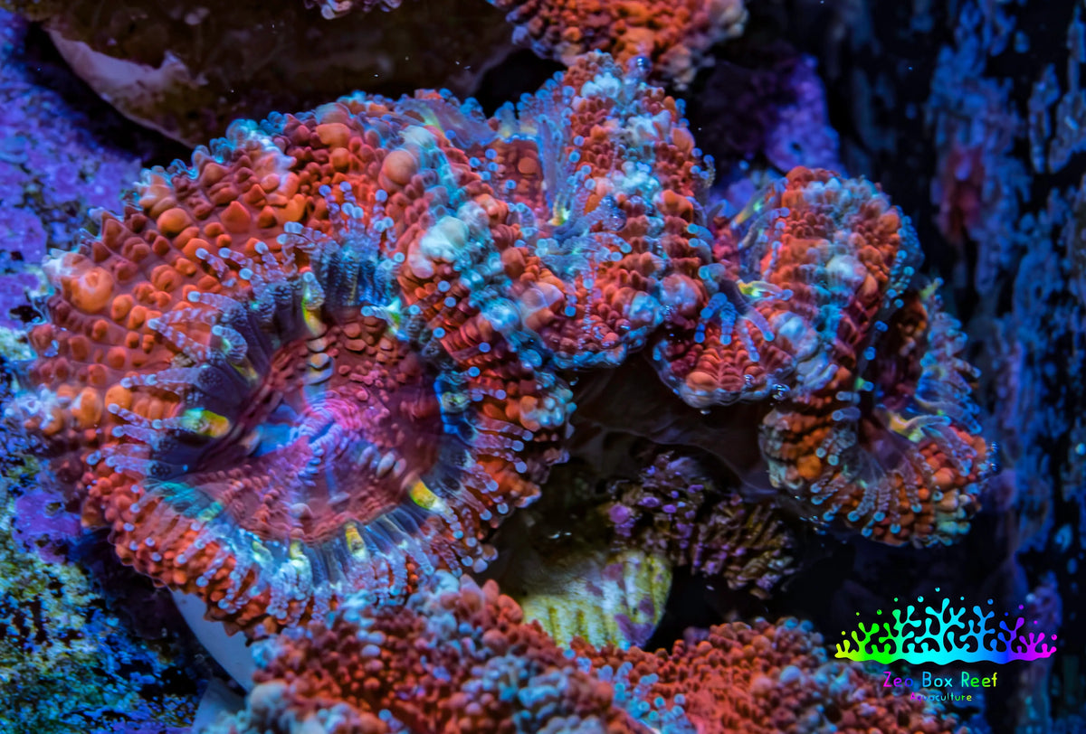 Ultra Red, Orange, Pink & Blue Acan Coral, WYSIWYG I7R3B1 Ultra Red, Orange, Pink & Blue Acan Coral, WYSIWYG I7R3B1 LPS Coral Ultra Red, Orange, Pink & Blue Acan Coral, WYSIWYG I7R3B1 Zeo Box Reef