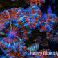 Ultra Red, Orange, Pink & Blue Acan Coral, WYSIWYG I7R3B1 Ultra Red, Orange, Pink & Blue Acan Coral, WYSIWYG I7R3B1 LPS Coral Ultra Red, Orange, Pink & Blue Acan Coral, WYSIWYG I7R3B1 Zeo Box Reef