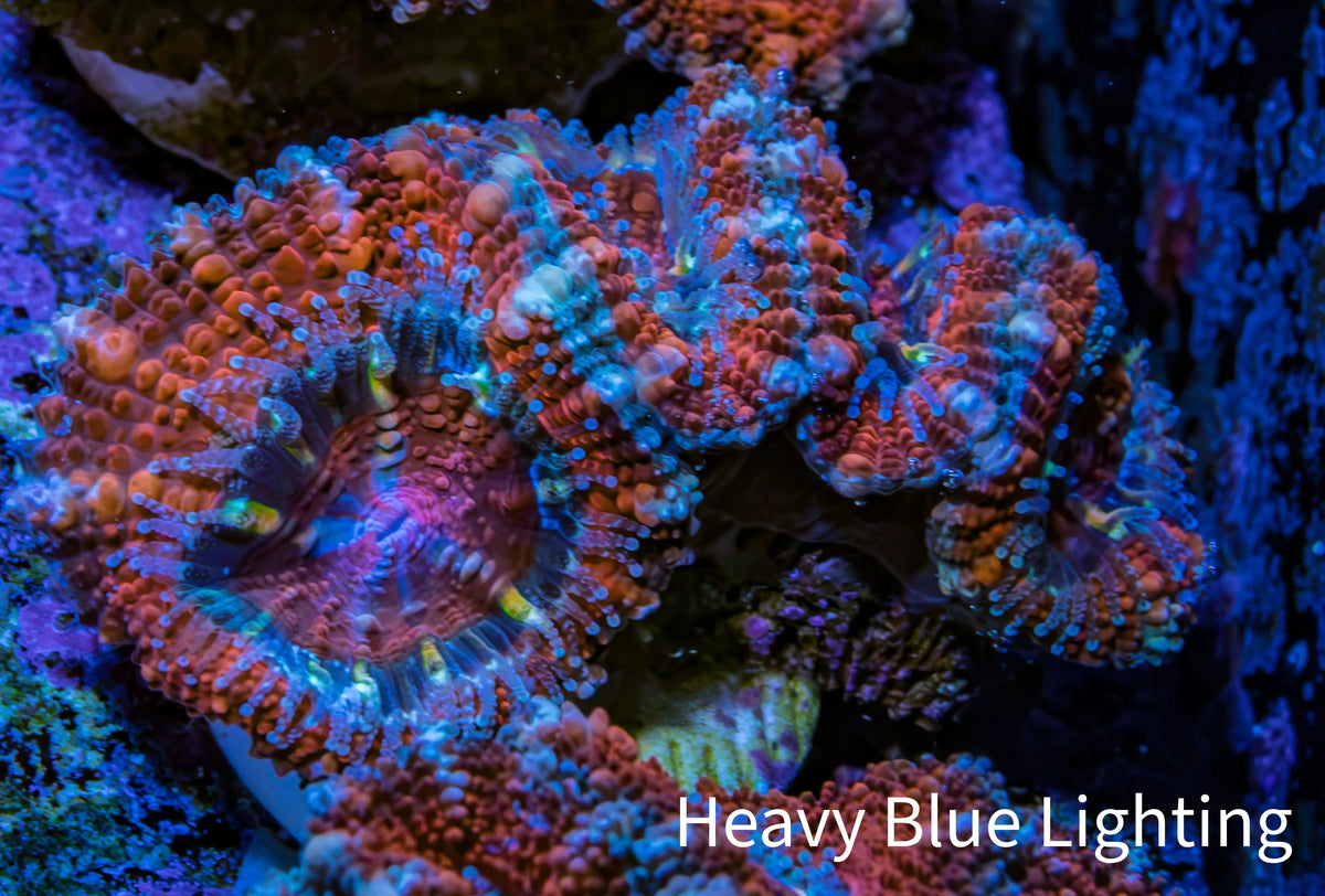 Ultra Red, Orange, Pink & Blue Acan Coral, WYSIWYG I7R3B1 Ultra Red, Orange, Pink & Blue Acan Coral, WYSIWYG I7R3B1 LPS Coral Ultra Red, Orange, Pink & Blue Acan Coral, WYSIWYG I7R3B1 Zeo Box Reef
