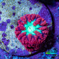 Ultra Red, Purple & Green Blastomussa Coral Frag, WYSIWYG Ultra Red, Purple & Green Blastomussa Coral Frag, WYSIWYG LPS Ultra Red, Purple & Green Blastomussa Coral Frag, WYSIWYG Zeo Box Reef