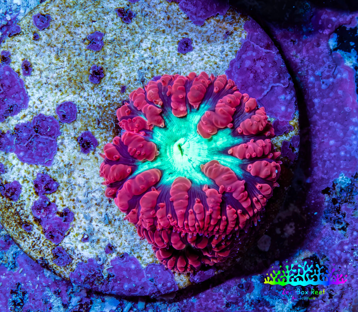 Ultra Red, Purple & Green Blastomussa Coral Frag, WYSIWYG Ultra Red, Purple & Green Blastomussa Coral Frag, WYSIWYG LPS Ultra Red, Purple & Green Blastomussa Coral Frag, WYSIWYG Zeo Box Reef