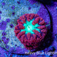 Ultra Red, Purple & Green Blastomussa Coral Frag, WYSIWYG Ultra Red, Purple & Green Blastomussa Coral Frag, WYSIWYG LPS Ultra Red, Purple & Green Blastomussa Coral Frag, WYSIWYG Zeo Box Reef
