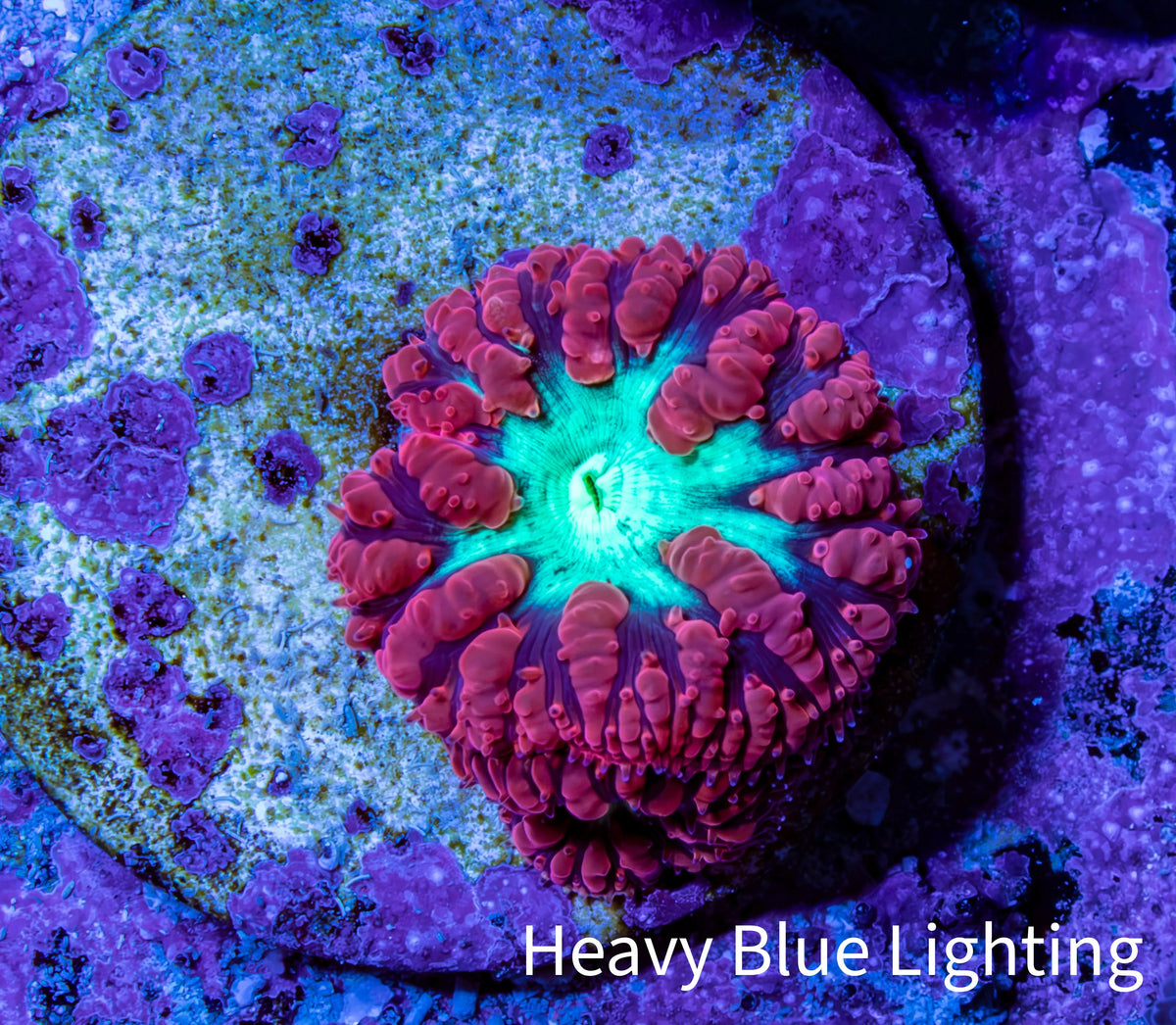 Ultra Red, Purple & Green Blastomussa Coral Frag, WYSIWYG Ultra Red, Purple & Green Blastomussa Coral Frag, WYSIWYG LPS Ultra Red, Purple & Green Blastomussa Coral Frag, WYSIWYG Zeo Box Reef
