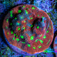 Ultra Red, Purple and Neon Green Favites Frag WYSIWYG Ultra Red, Purple and Neon Green Favites Frag WYSIWYG Aquarium Decor Ultra Red, Purple and Neon Green Favites Frag WYSIWYG Zeo Box Reef