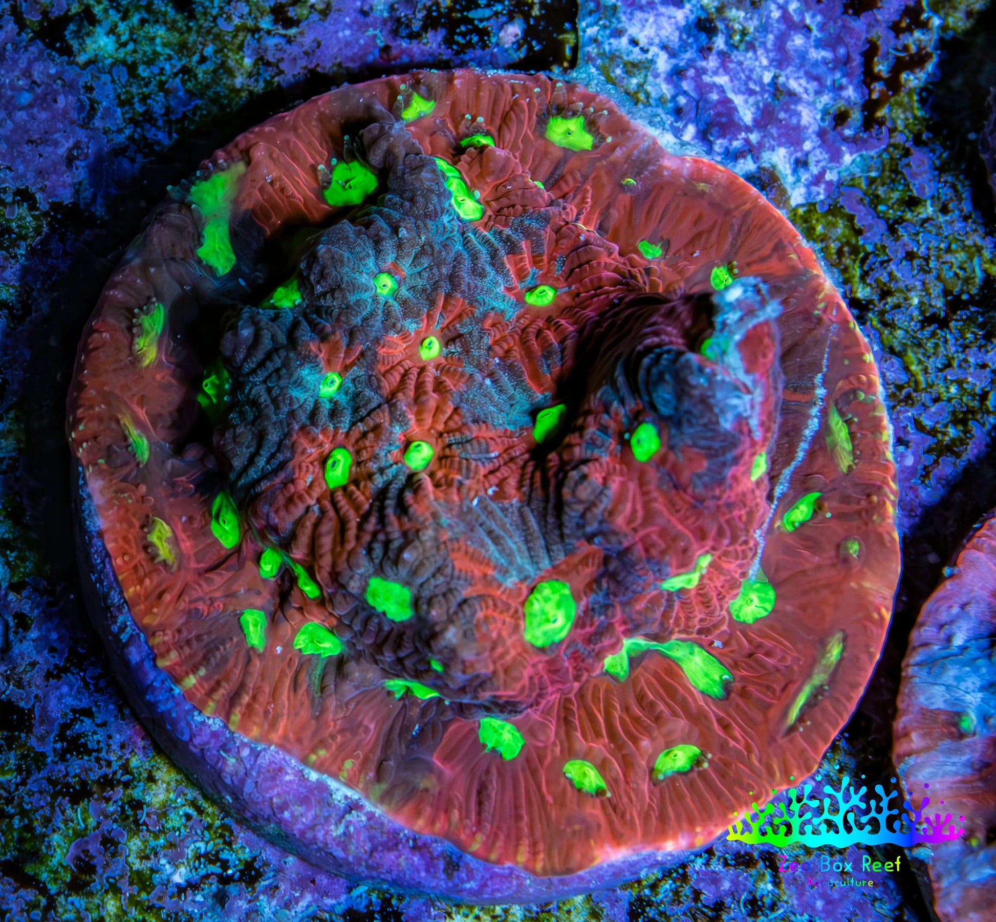 Ultra Red, Purple and Neon Green Favites Frag WYSIWYG Ultra Red, Purple and Neon Green Favites Frag WYSIWYG Aquarium Decor Ultra Red, Purple and Neon Green Favites Frag WYSIWYG Zeo Box Reef