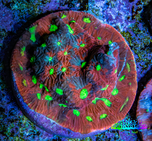 Ultra Red, Purple and Neon Green Favites Frag WYSIWYG Ultra Red, Purple and Neon Green Favites Frag WYSIWYG Aquarium Decor Ultra Red, Purple and Neon Green Favites Frag WYSIWYG Zeo Box Reef