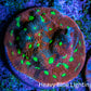 Ultra Red, Purple and Neon Green Favites Frag WYSIWYG Ultra Red, Purple and Neon Green Favites Frag WYSIWYG Aquarium Decor Ultra Red, Purple and Neon Green Favites Frag WYSIWYG Zeo Box Reef