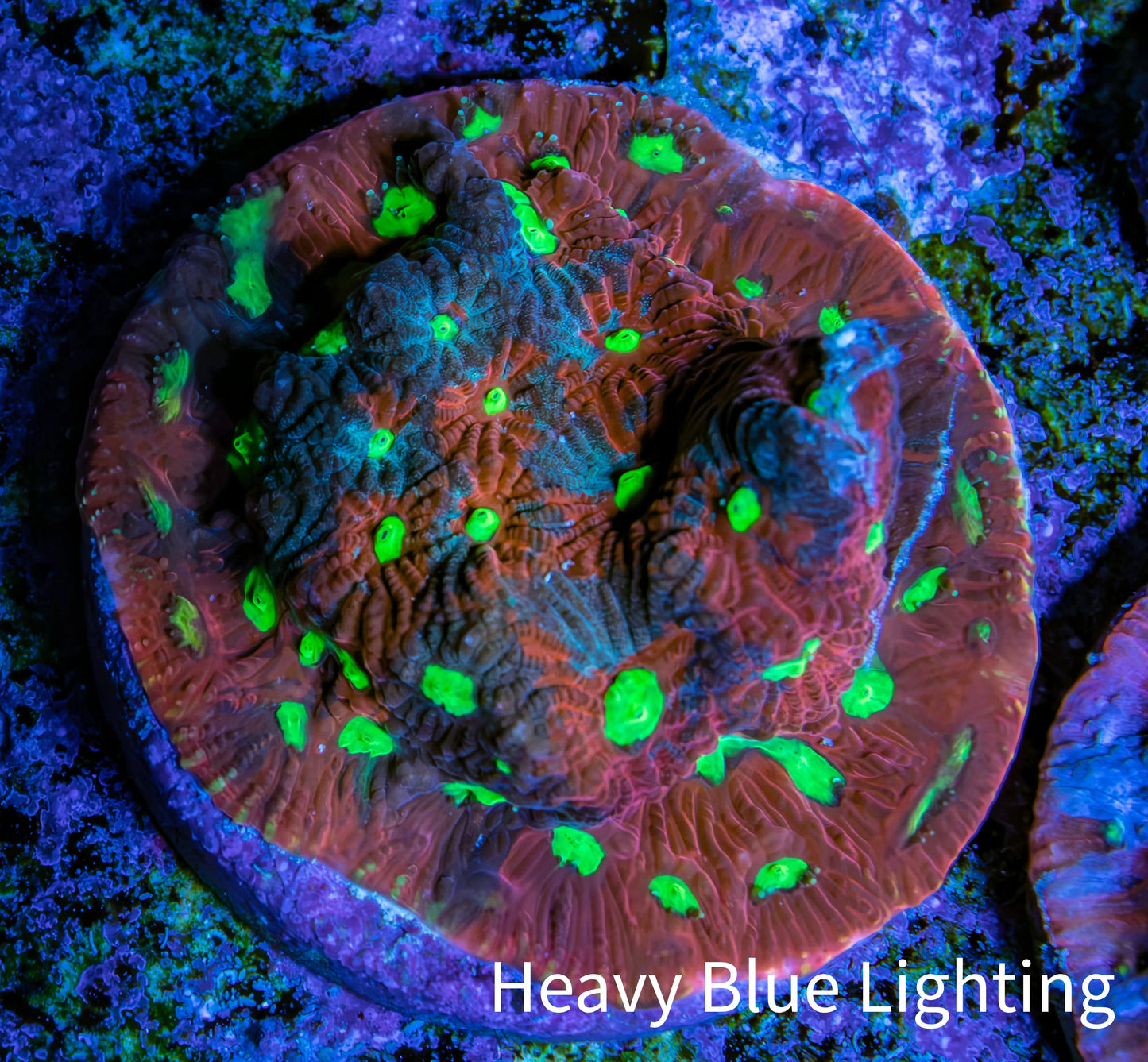 Ultra Red, Purple and Neon Green Favites Frag WYSIWYG Ultra Red, Purple and Neon Green Favites Frag WYSIWYG Aquarium Decor Ultra Red, Purple and Neon Green Favites Frag WYSIWYG Zeo Box Reef