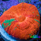 Ultra Reverse Bleeding Apple Scolymia Coral 3cm WYSIWYG Ultra Reverse Bleeding Apple Scolymia Coral 3cm WYSIWYG LPS Ultra Reverse Bleeding Apple Scolymia Coral 3cm WYSIWYG Zeo Box Reef