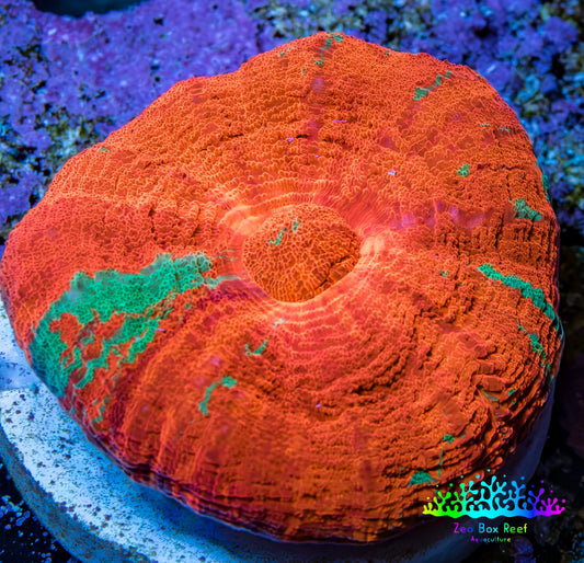 Ultra Reverse Bleeding Apple Scolymia Coral 3cm WYSIWYG Ultra Reverse Bleeding Apple Scolymia Coral 3cm WYSIWYG LPS Ultra Reverse Bleeding Apple Scolymia Coral 3cm WYSIWYG Zeo Box Reef