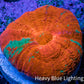 Ultra Reverse Bleeding Apple Scolymia Coral 3cm WYSIWYG Ultra Reverse Bleeding Apple Scolymia Coral 3cm WYSIWYG LPS Ultra Reverse Bleeding Apple Scolymia Coral 3cm WYSIWYG Zeo Box Reef