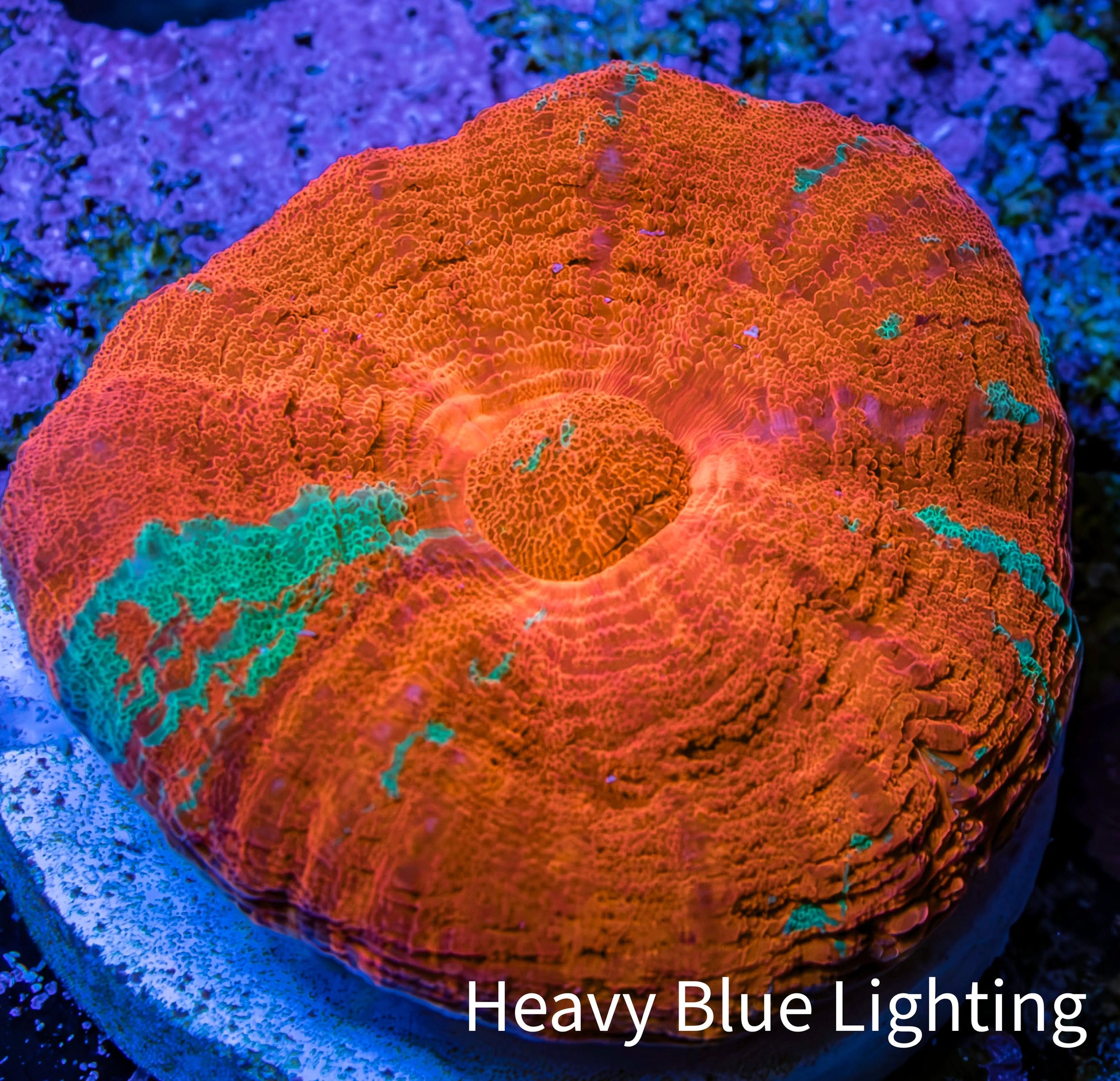 Ultra Reverse Bleeding Apple Scolymia Coral 3cm WYSIWYG Ultra Reverse Bleeding Apple Scolymia Coral 3cm WYSIWYG LPS Ultra Reverse Bleeding Apple Scolymia Coral 3cm WYSIWYG Zeo Box Reef