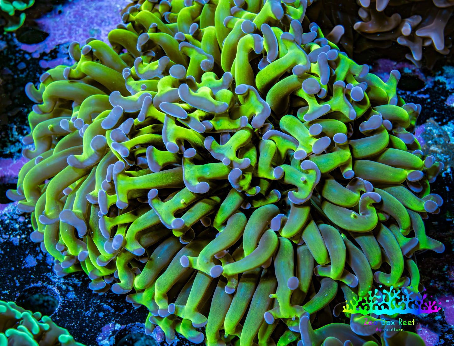 Ultra Reverse Hammer Coral -   WYSIWYG 10cm C3R6B1 Ultra Reverse Hammer Coral -   WYSIWYG 10cm C3R6B1 Aquarium Decor Ultra Reverse Hammer Coral -   WYSIWYG 10cm C3R6B1 Zeo Box Reef