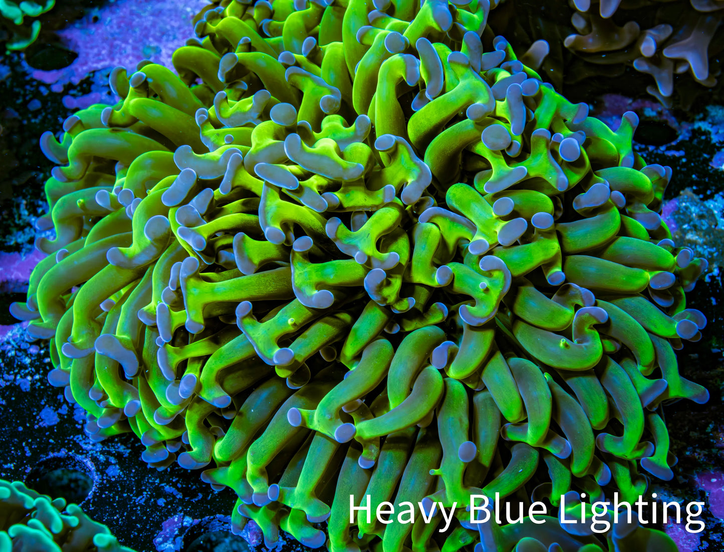 Ultra Reverse Hammer Coral -   WYSIWYG 10cm C3R6B1 Ultra Reverse Hammer Coral -   WYSIWYG 10cm C3R6B1 Aquarium Decor Ultra Reverse Hammer Coral -   WYSIWYG 10cm C3R6B1 Zeo Box Reef