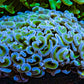 Ultra Reverse Hammer Coral -   WYSIWYG 10cm G3R6B1 Ultra Reverse Hammer Coral -   WYSIWYG 10cm G3R6B1 Aquarium Decor Ultra Reverse Hammer Coral -   WYSIWYG 10cm G3R6B1 Zeo Box Reef
