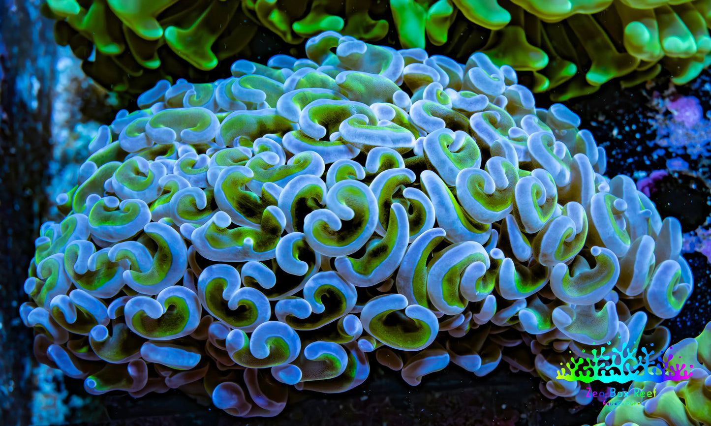 Ultra Reverse Hammer Coral -   WYSIWYG 10cm G3R6B1 Ultra Reverse Hammer Coral -   WYSIWYG 10cm G3R6B1 Aquarium Decor Ultra Reverse Hammer Coral -   WYSIWYG 10cm G3R6B1 Zeo Box Reef