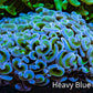 Ultra Reverse Hammer Coral -   WYSIWYG 10cm G3R6B1 Ultra Reverse Hammer Coral -   WYSIWYG 10cm G3R6B1 Aquarium Decor Ultra Reverse Hammer Coral -   WYSIWYG 10cm G3R6B1 Zeo Box Reef