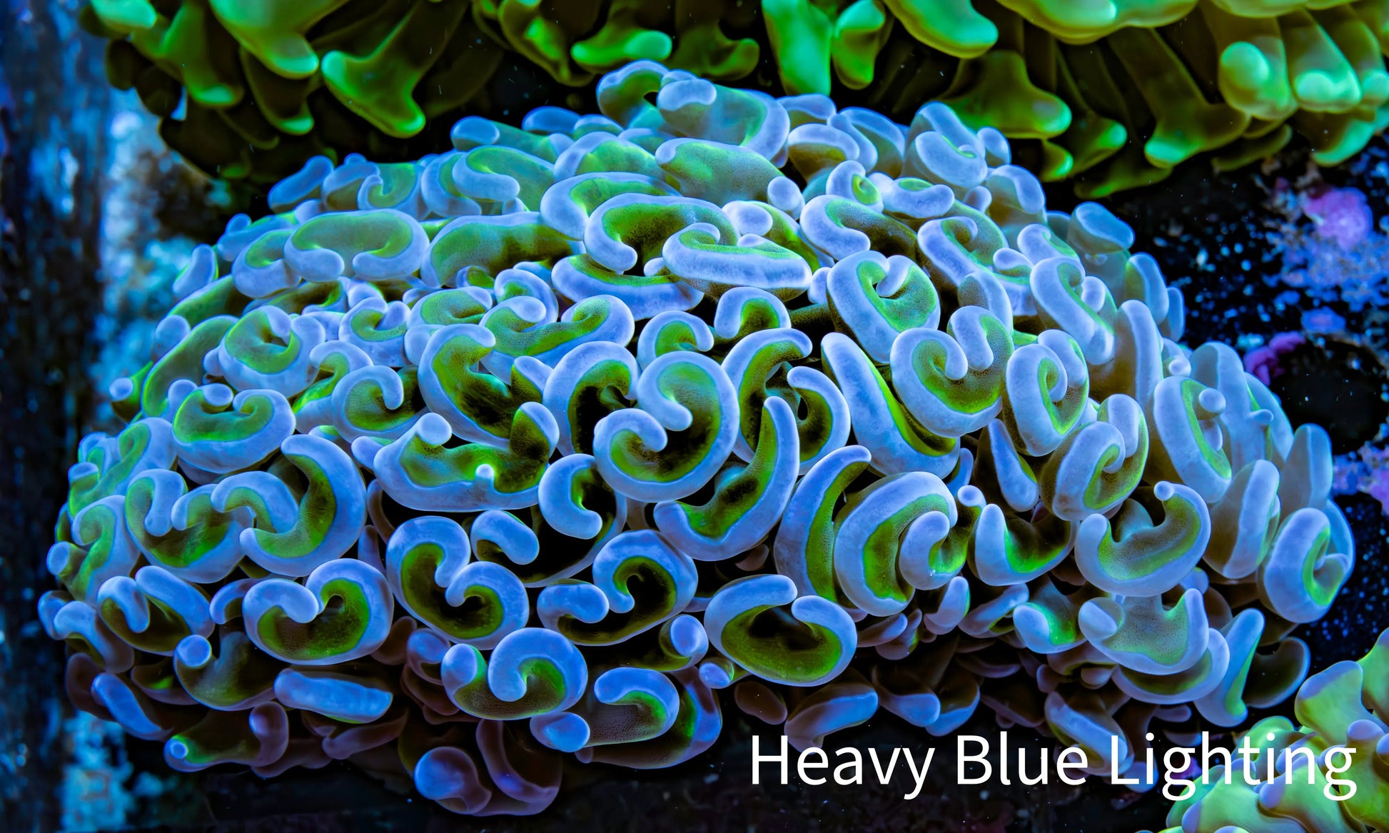 Ultra Reverse Hammer Coral -   WYSIWYG 10cm G3R6B1 Ultra Reverse Hammer Coral -   WYSIWYG 10cm G3R6B1 Aquarium Decor Ultra Reverse Hammer Coral -   WYSIWYG 10cm G3R6B1 Zeo Box Reef