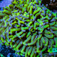 Ultra Reverse Hammer Coral -   WYSIWYG 11cm B3R6B1 Ultra Reverse Hammer Coral -   WYSIWYG 11cm B3R6B1 Aquarium Decor Ultra Reverse Hammer Coral -   WYSIWYG 11cm B3R6B1 Zeo Box Reef