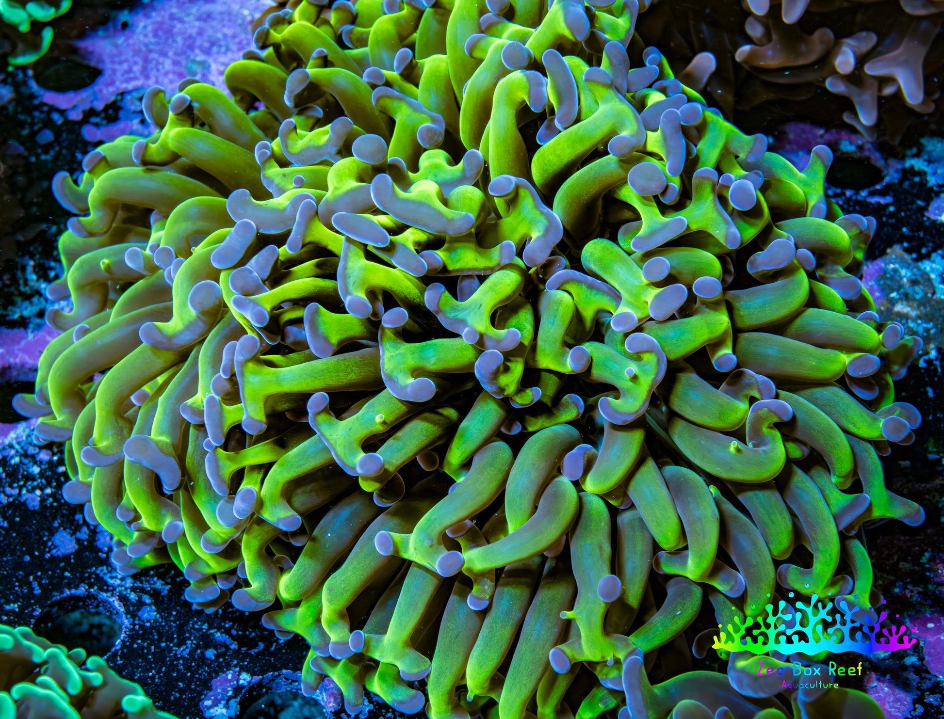 Ultra Reverse Hammer Coral -   WYSIWYG 11cm B3R6B1 Ultra Reverse Hammer Coral -   WYSIWYG 11cm B3R6B1 Aquarium Decor Ultra Reverse Hammer Coral -   WYSIWYG 11cm B3R6B1 Zeo Box Reef