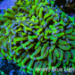 Ultra Reverse Hammer Coral -   WYSIWYG 11cm B3R6B1 Ultra Reverse Hammer Coral -   WYSIWYG 11cm B3R6B1 Aquarium Decor Ultra Reverse Hammer Coral -   WYSIWYG 11cm B3R6B1 Zeo Box Reef
