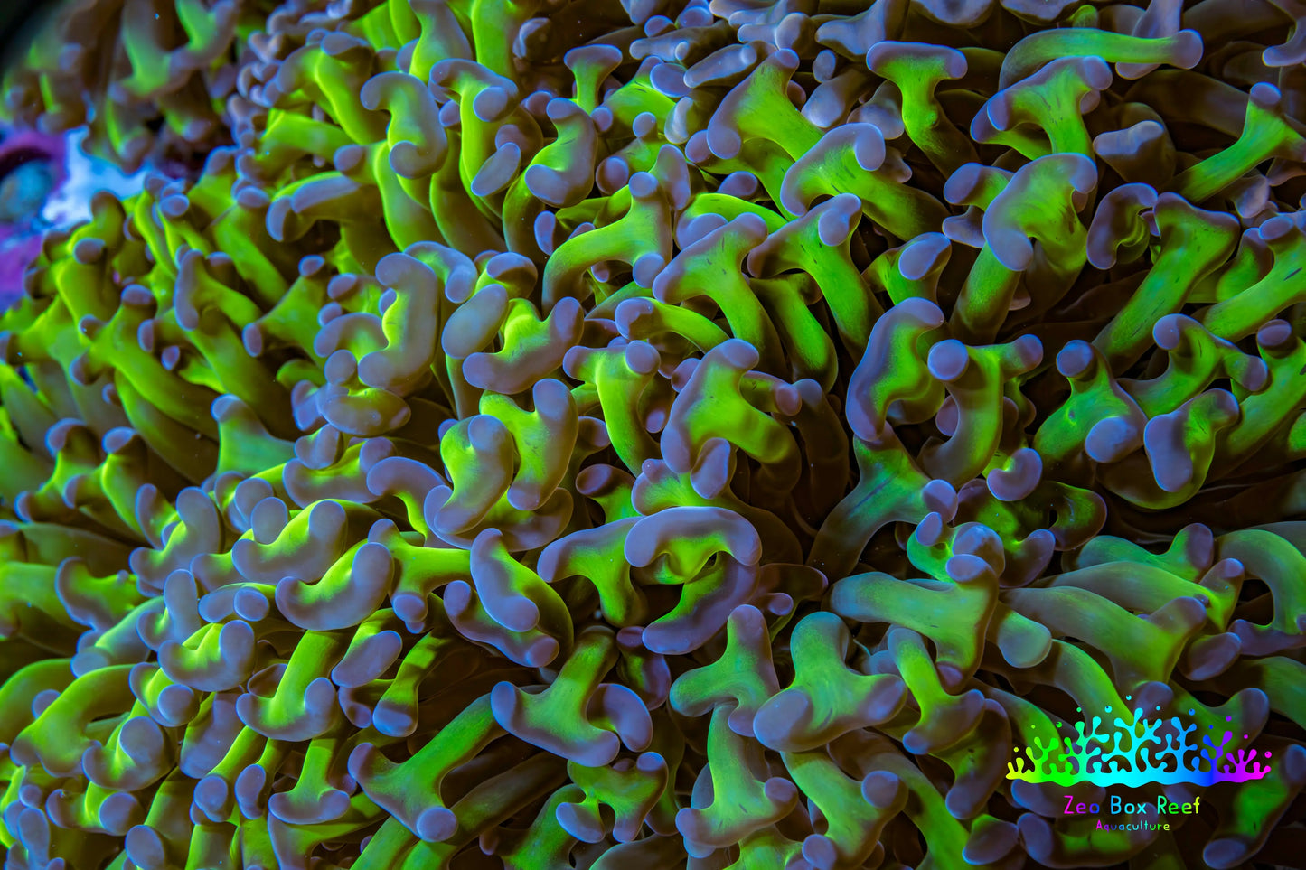 Ultra Reverse Hammer Coral -   WYSIWYG 12cm C3R5B1 Ultra Reverse Hammer Coral -   WYSIWYG 12cm C3R5B1 Aquarium Decor Ultra Reverse Hammer Coral -   WYSIWYG 12cm C3R5B1 Zeo Box Reef