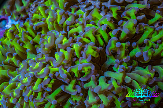 Ultra Reverse Hammer Coral -   WYSIWYG 12cm C3R5B1 Ultra Reverse Hammer Coral -   WYSIWYG 12cm C3R5B1 Aquarium Decor Ultra Reverse Hammer Coral -   WYSIWYG 12cm C3R5B1 Zeo Box Reef