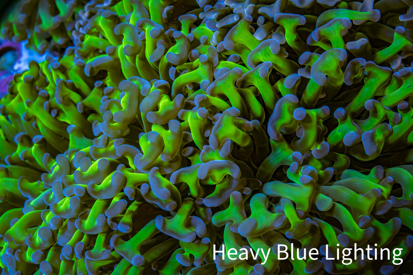 Ultra Reverse Hammer Coral -   WYSIWYG 12cm C3R5B1 Ultra Reverse Hammer Coral -   WYSIWYG 12cm C3R5B1 Aquarium Decor Ultra Reverse Hammer Coral -   WYSIWYG 12cm C3R5B1 Zeo Box Reef